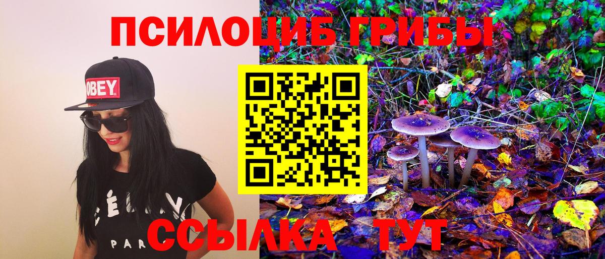 Псилоцибиновые грибы Psilocybe Новоалександровск