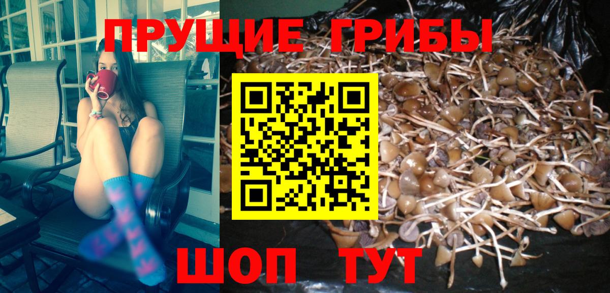 Новоалександровск  Псилоцибиновые грибы мицелий  Вход с VPN  Псилоцибиновые грибы мицелий 
